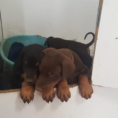 Aa20a857 40f5 4666 8413 2a8f71e12a8f