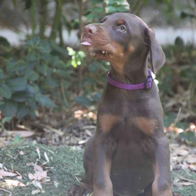 Marron Collar Morado 3