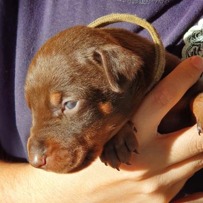 H Marron Collar Beige 2