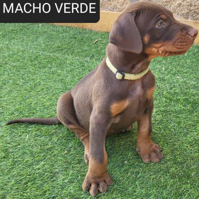 Macho Verde 01